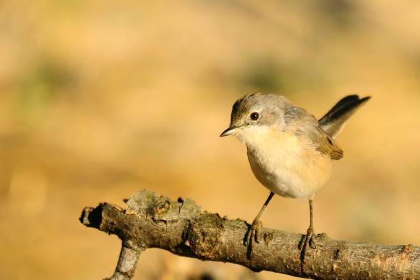 istock Birds in freedom and in their environment. 1340091156