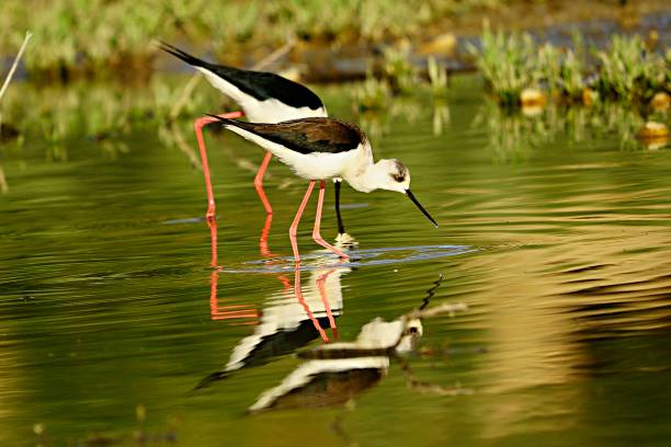 istock Birds in freedom and in their environment. 1340091760
