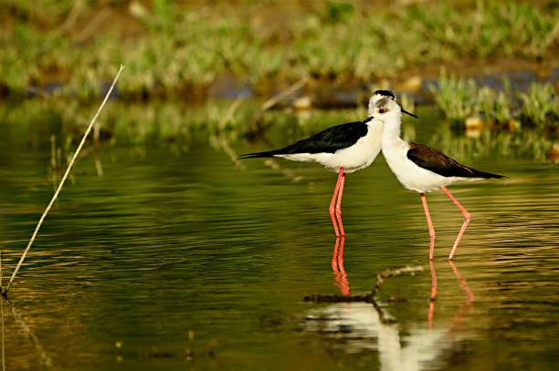 istock Birds in freedom and in their environment. 1340091769