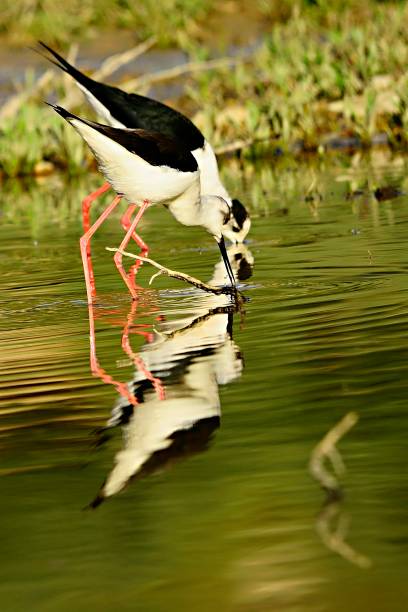 istock Birds in freedom and in their environment. 1340091853