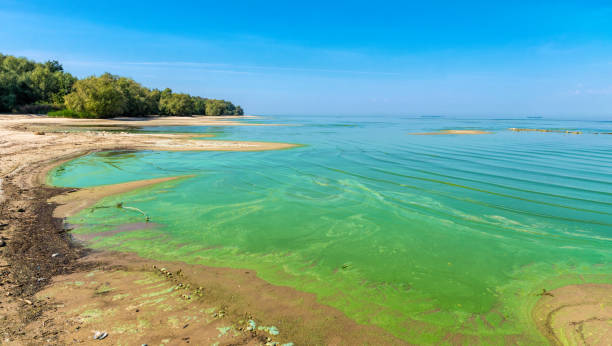 istock Ecological crisis. Swampy polluted river water 1340092003