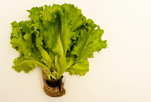 green lettuce plant with roots on a pink background, lettuce leaves, healthy food concept, vegetables, vegetarianism.