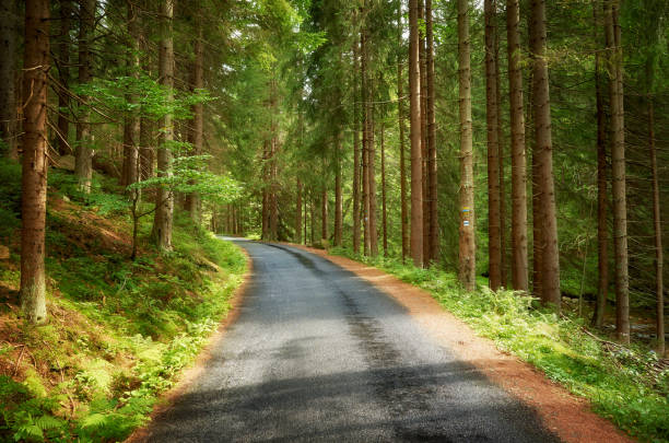 Asphalt bike road in forest, Karkonosze Mountains in Liberec Region, Czech Republic.