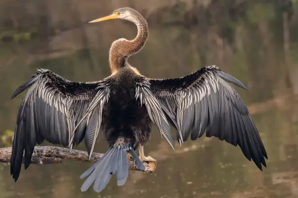 A beautiful Oriental darter (Anhinga melanogaster) sitting on a tree branch with open wings in a blurred background at Keoladeo National Park, Bharatpur, Rajasthan, India