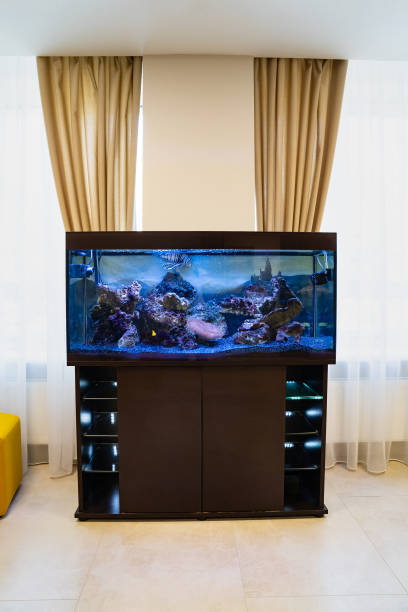 istock a large aquarium in the interior. fish - pets. pet store 1340094124