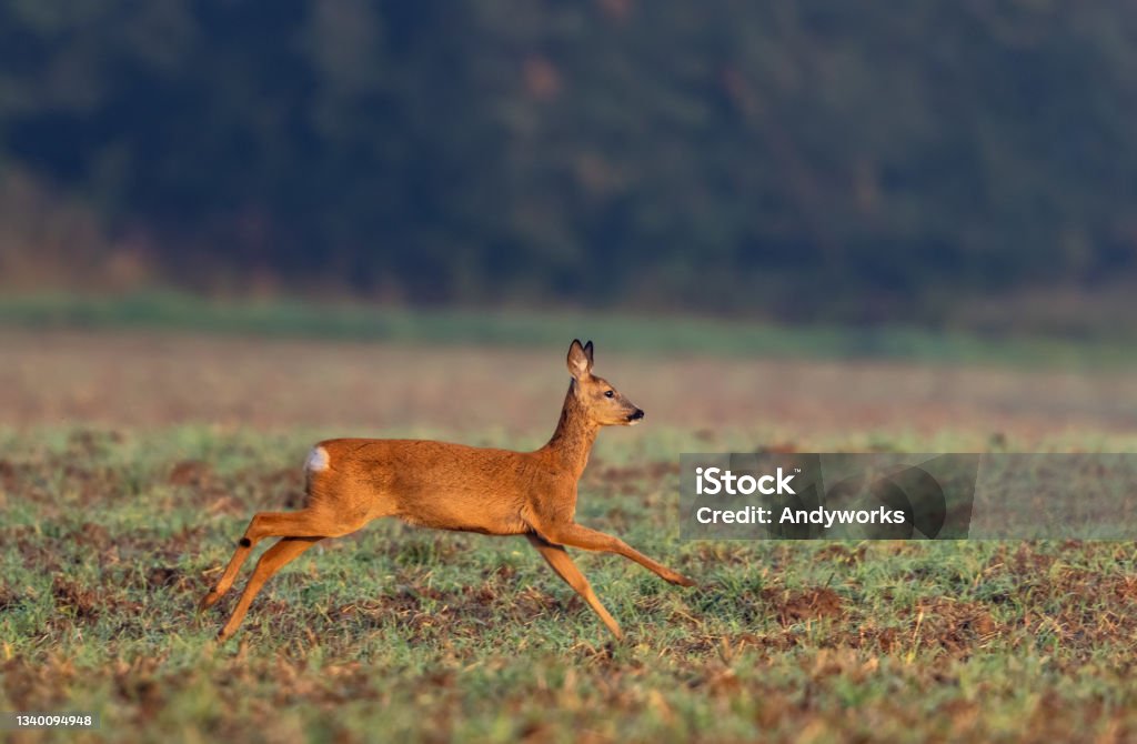 Running doe Female roe deer (Capreolus capreolus) running on an agricultural field. Agricultural Field Stock Photo