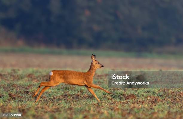 Running Doe Stock Photo - Download Image Now - Agricultural Field, Agriculture, Animal