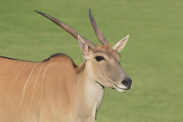 Eland antelope,Kalahari