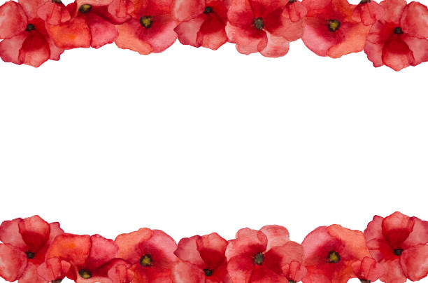 Beautiful picture of poppy flowers. Happy Remembrance Day Beautiful picture of poppy flowers. Happy Remembrance Day. Close-up, view from above. National holiday concept. Congratulations for family, relatives, friends and colleagues remembrance day background stock illustrations