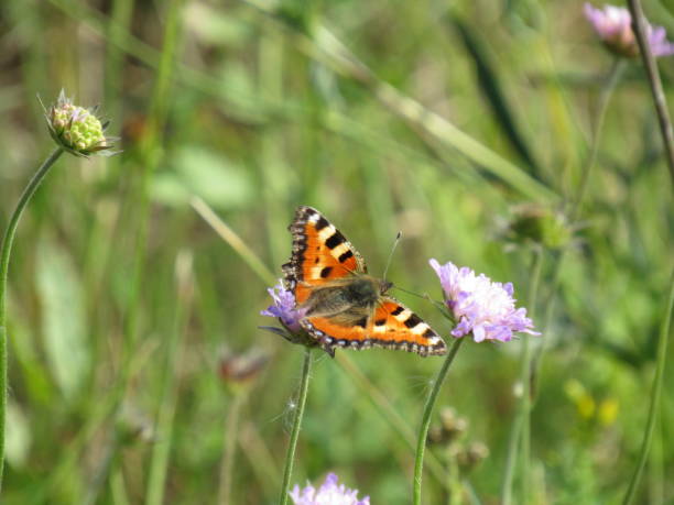 istock butterfly urticaria on a flower 1340102721