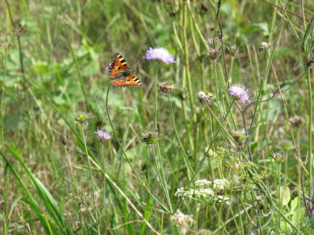 istock butterfly urticaria on a flower 1340102750