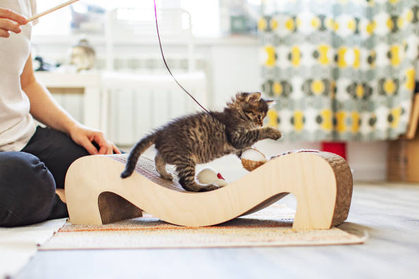 istock Young woman playing with her kittens at home 1340103063