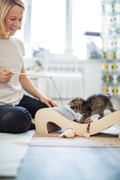 istock Young woman playing with her kittens at home 1340103097