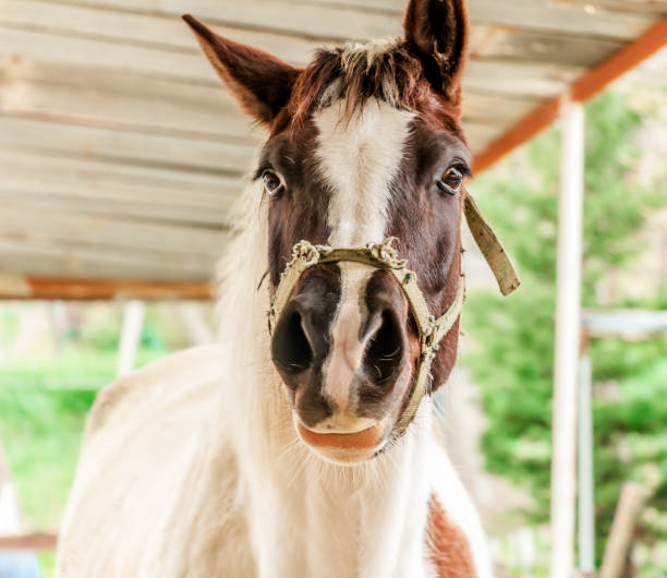 istock portrait of a white horse 1340103306