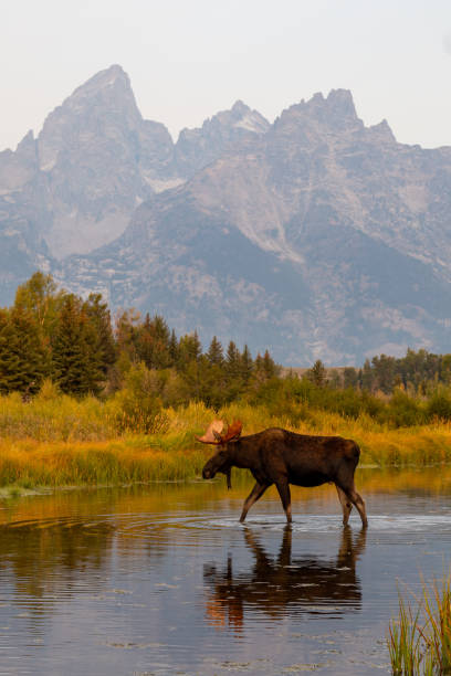 wilde elchbullen im snake river im grand teton national park, wyoming usa - snake river fotos stock-fotos und bilder