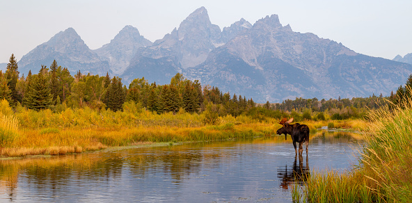 Lone elk foraging for food in the Wyoming woods of Yellowstone National Park.