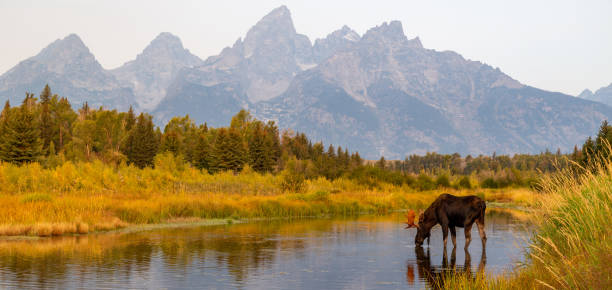 wild bull moose in the snake river in grand teton national park, wyoming usa - snake river fotos imagens e fotografias de stock