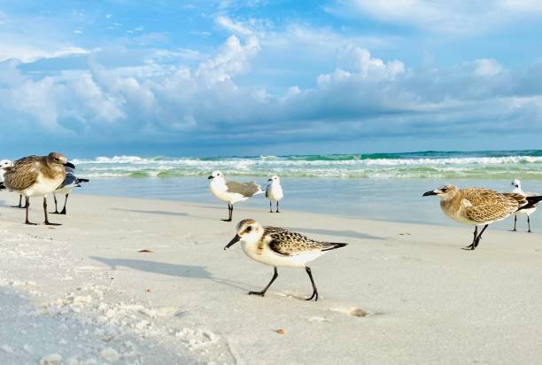 Shorebirds Destin, FL scolopacidae stock pictures, royalty-free photos & images