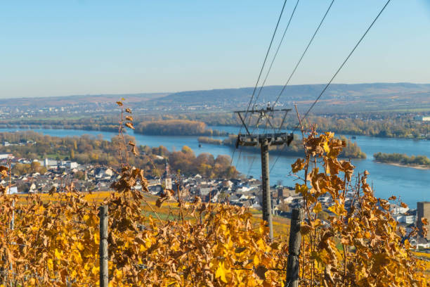 Vineyards above Ruedesheim Germany