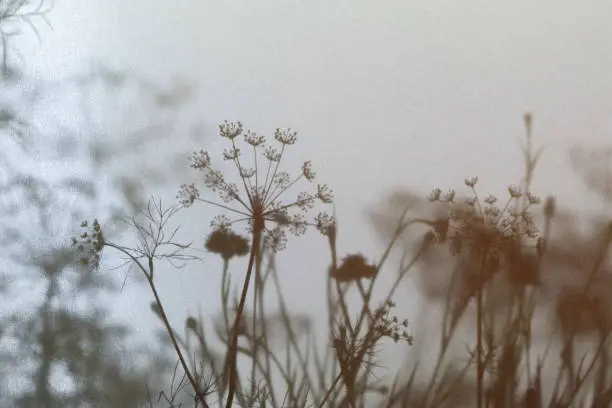 Photo of Floral silhouette background