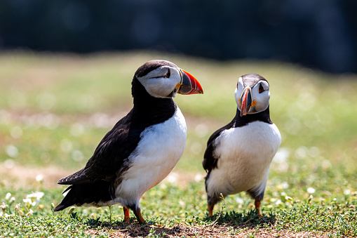Two Puffins on Skomer Island off the Pembrokeshire Coast