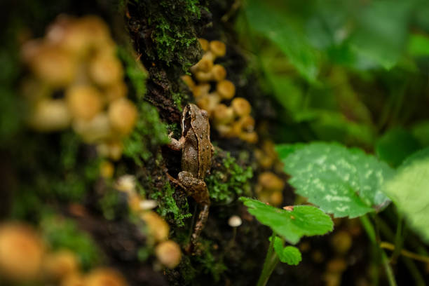 Small frog climbing on mossy stump overgrown with mushrooms