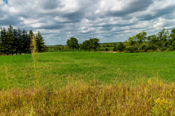 istock Green meadow at the end of summer 1340113321