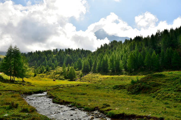 Carpathians in the spring