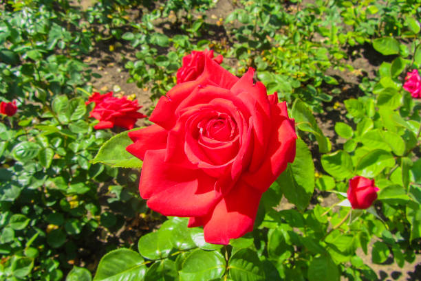istock Beautiful Red Rose Blossom Close up 1340114176