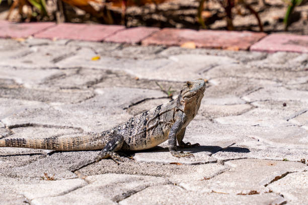 istock iguana of Cancun 1340114207