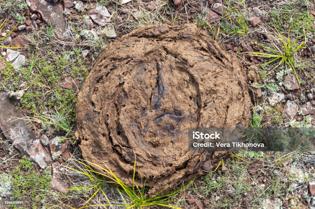 Cow dung in the grass Round-shaped cow feces lying on the stony ground. Dry dung natural fuel it is known as dung cakes. Fresh organic fertilizer. Top view Agricultural Field Stock Photo