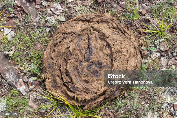 Cow Dung In The Grass Stock Photo - Download Image Now - Agricultural Field, Agriculture, Animal