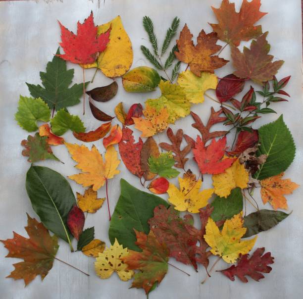 istock autumn leaves on a gray wood background 1340119198