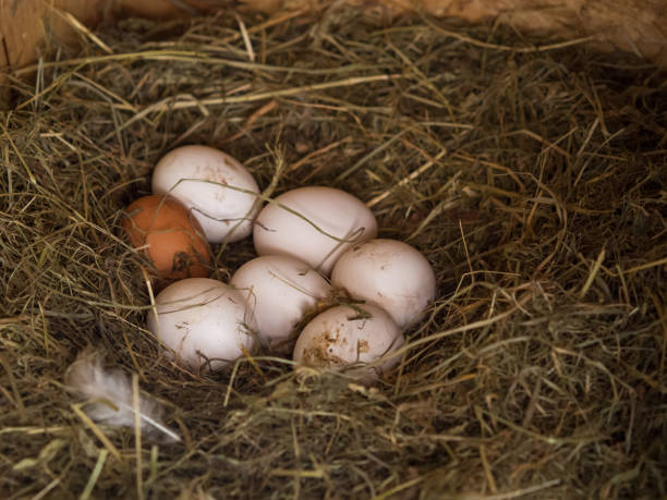 istock fresh chicken eggs in the nest, farm theme 1340120554