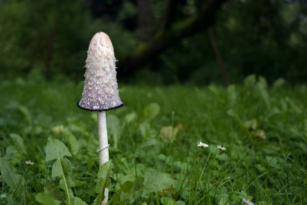 zottelige tintenkappe (coprinus comatus), essbarer pilz, der im gras einer wiese wächst, kopierraum, ausgewählter fokus - pilze wald deutschland stock-fotos und bilder