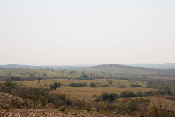 istock dry pasture nellore farm 1340120769