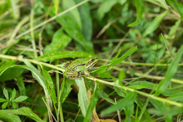 istock European grass frog sitting on the green grass 1340121024