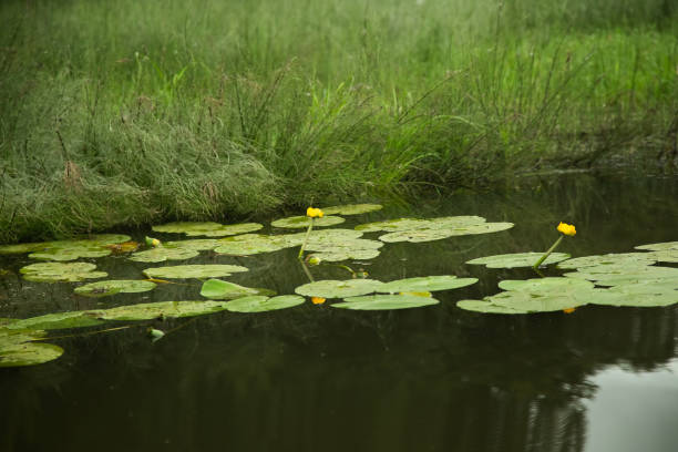 istock Water plants on the surface of the river, summer forest landscape 1340121110