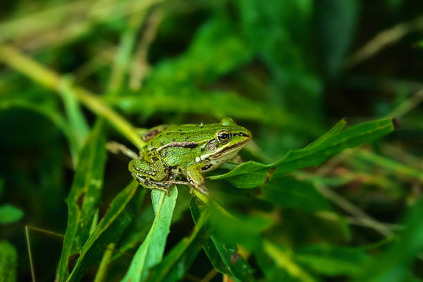 istock European grass frog sitting on the green grass 1340121123