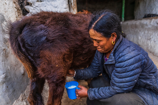 Tibetan woman milking yak, Lo Manthang, Upper Mustang. The domestic yak is a long-haired domesticated cattle found throughout the Himalayan region. There are around 20 000 yaks in Northern Nepal.