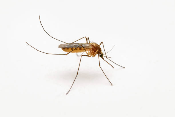 pericolosa zanzara infetta da malaria sulla parete bianca. leishmaniosi, encefalite, febbre gialla, dengue, malattia della malaria, virus mayaro o zika infettivo culex zanzara parassita insetto macro. - mosquito foto e immagini stock