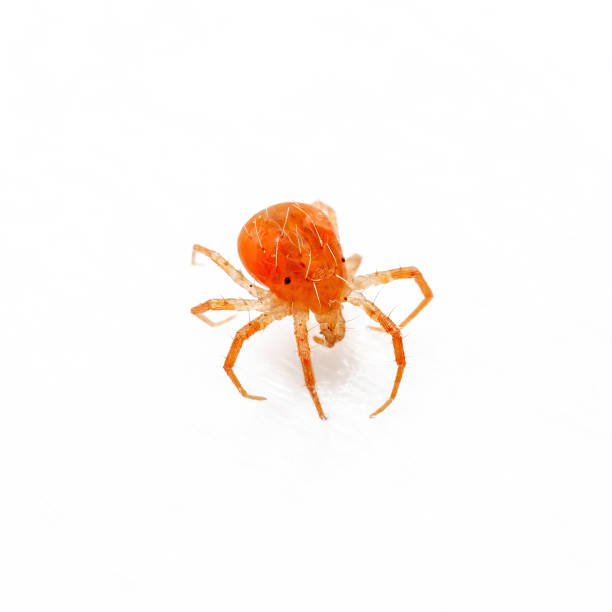 Anystis Baccarum Mite or Whirligig Red Velvet Mite Arachnid Predator Tick Isolated on White Background stock photo