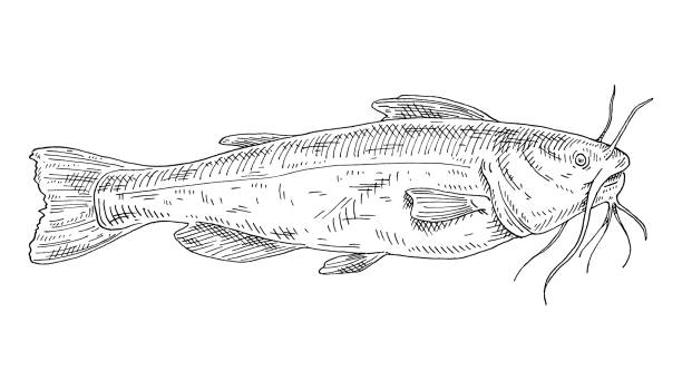 Whole fresh fish catfish on white. Vintage engraving monochrome black illustration. Whole fresh fish catfish on white background. Vintage vector engraving monochrome black illustration. Hand drawn design in a graphic ink style. catfish stock illustrations