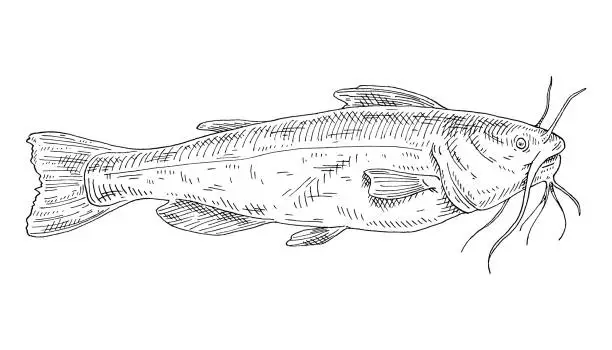 Vector illustration of Whole fresh fish catfish on white. Vintage engraving monochrome black illustration.