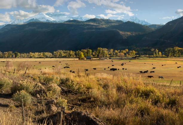 istock Colorado Pasture in Autumn 1340123178