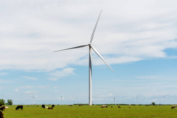 istock Cattle grazing amongst wind turbines 1340123808
