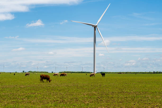 istock Cattle grazing amongst wind turbines 1340123819