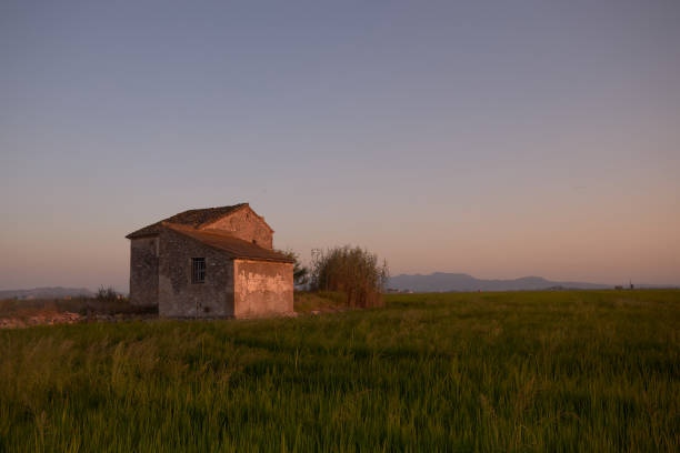 istock typical Valencian hut among rice fields in the Albufera, Valencia, Spain 1340124804
