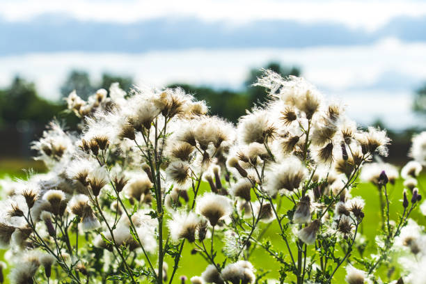 Meadow - dandelion, flowers and green grass