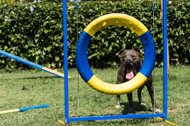 istock Pit bull dog jumping the tire while practicing agility and playing in the dog park 1340126070